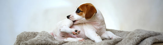Allergien beim Hund