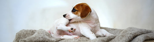 Allergien beim Hund