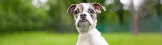 5 Dinge, die Hunde gar nicht mögen