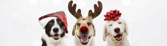Tierische Geschenke für den Hund