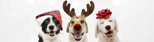 Tierische Geschenke für den Hund