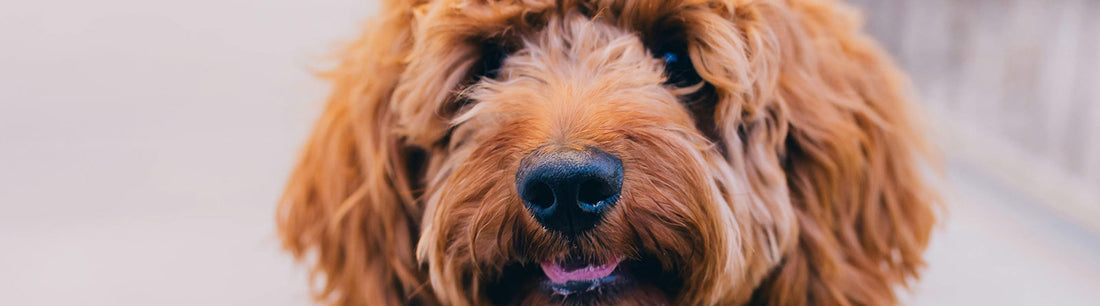 Allergiker Hunde