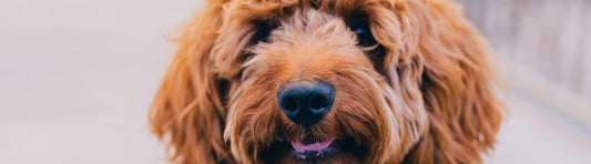 Allergiker Hunde