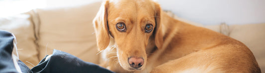 Die Anzeichen von Schmerzen beim Hund