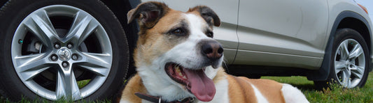 Autoreise mit Hund