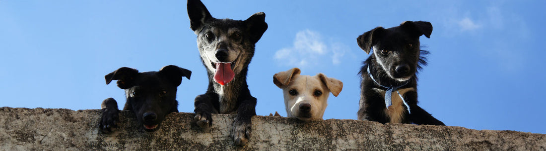Keine Schmerzen beim Hund trotz Arthrose