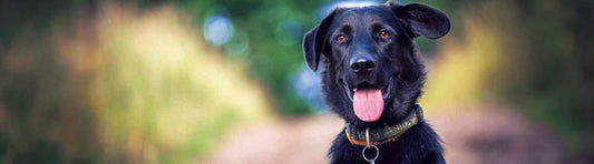 Ein Hund als Haustier