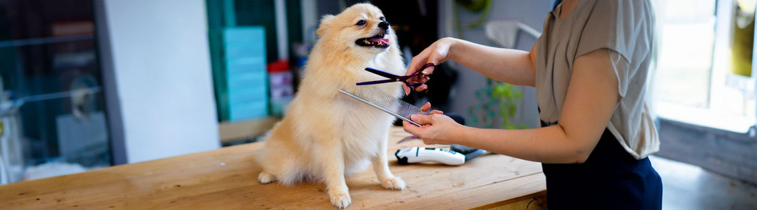 Mehrschichtiges Fell bei Hunden