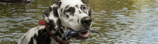 Hund frisst fisch