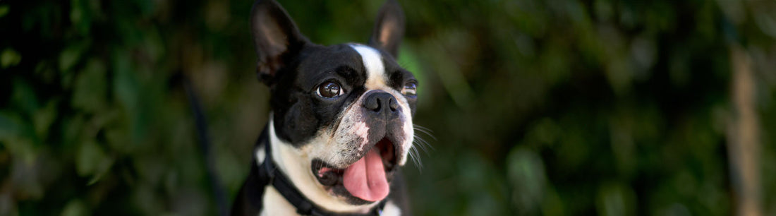 Französische Bulldogge Hunderasse