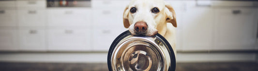 Hund – Trocken- oder Nassfutter