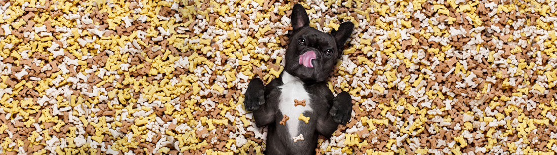 Gesunde Hundesnacks für meinen Hund