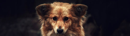 Nahrungsergänzung für Hunde