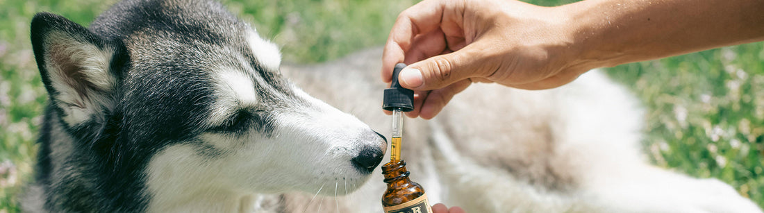 CBD-Öl für Hunde mit Arthrose