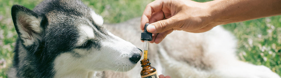 CBD-Öl für Hunde mit Arthrose