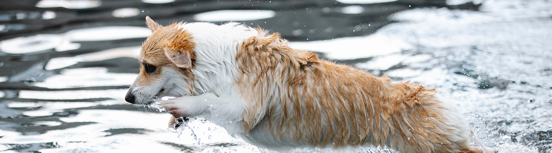 Dog Diving