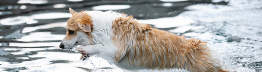 Dog Diving