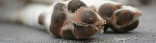 Erste Hilfe beim Hund