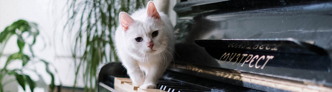 Katze Erziehung