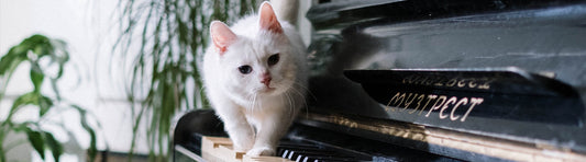 Katze Erziehung