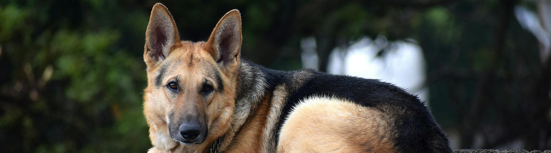 Hüftgelenksdysplasie (HD) beim Hund