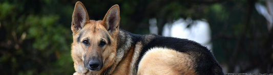Hüftgelenksdysplasie (HD) beim Hund