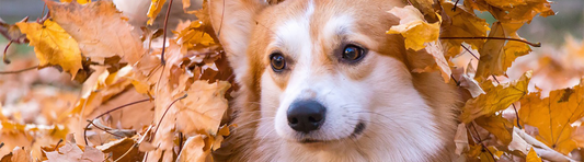 Hunde im Herbst