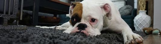 Warum frisst mein Hund nicht?