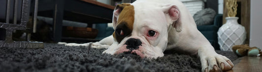 Warum frisst mein Hund nicht?