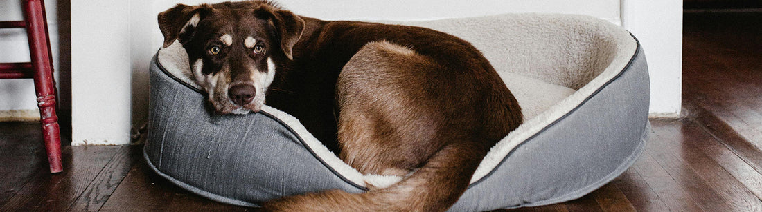 Hund mit Fieber