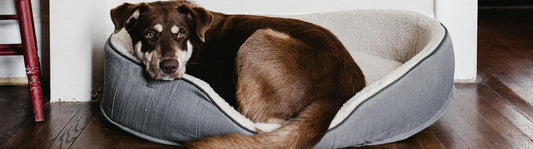 Hund mit Fieber