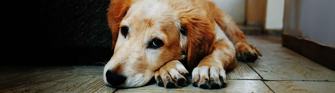 Gebährmutterentzündung beim Hund
