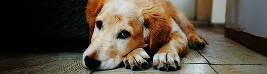 Gebährmutterentzündung beim Hund