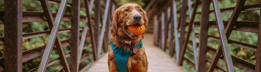 Hundegeschirr