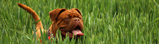 Immunabwehr stärken von Hunden