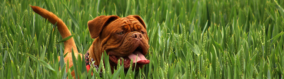 Immunabwehr stärken von Hunden