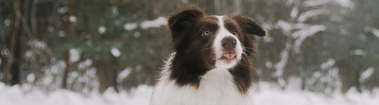 Friert dein Hund?