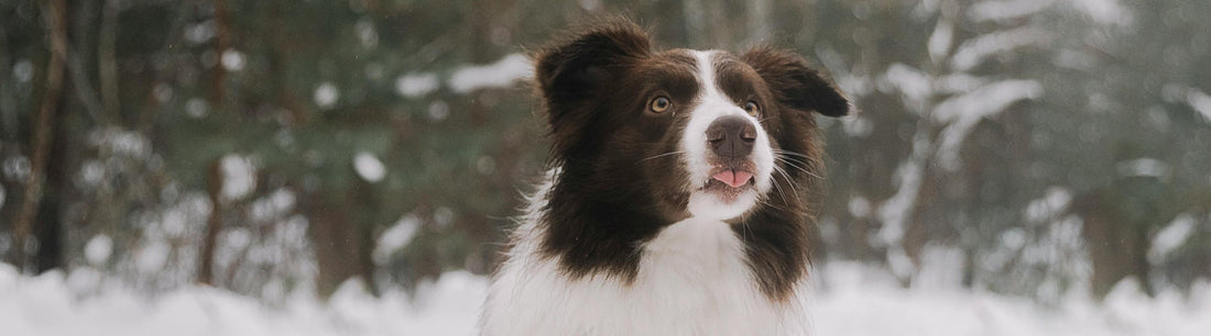 Friert dein Hund?
