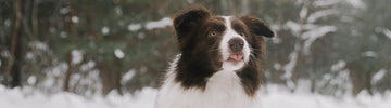Friert dein Hund?