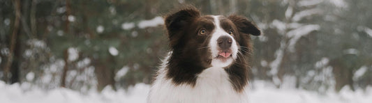 Friert dein Hund?