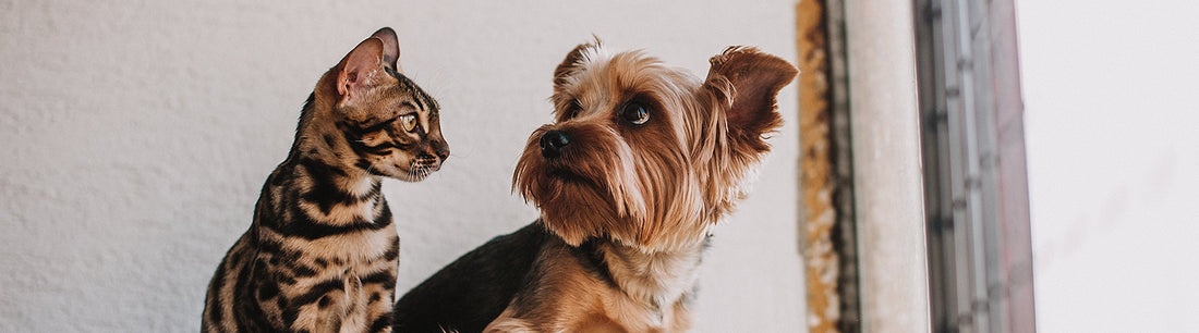 Hund und Katze