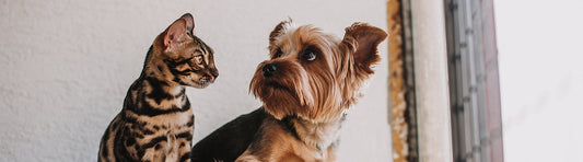 Hund und Katze