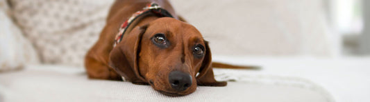 Nahrungsergänzung für Hunde