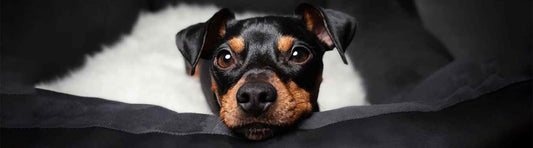 Der optimale Schlafplatz für deinen Hund