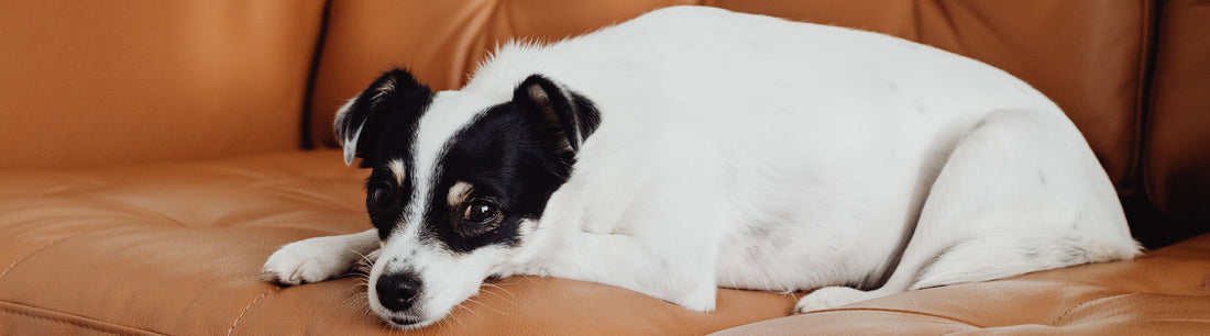 Ein entspannter Hund fühlt sich wohl
