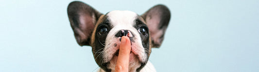 Hundebellen