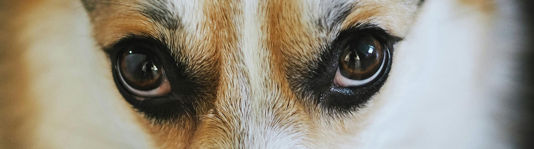 Bindehautentzündung beim Hund