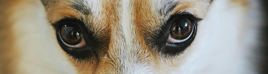 Bindehautentzündung beim Hund