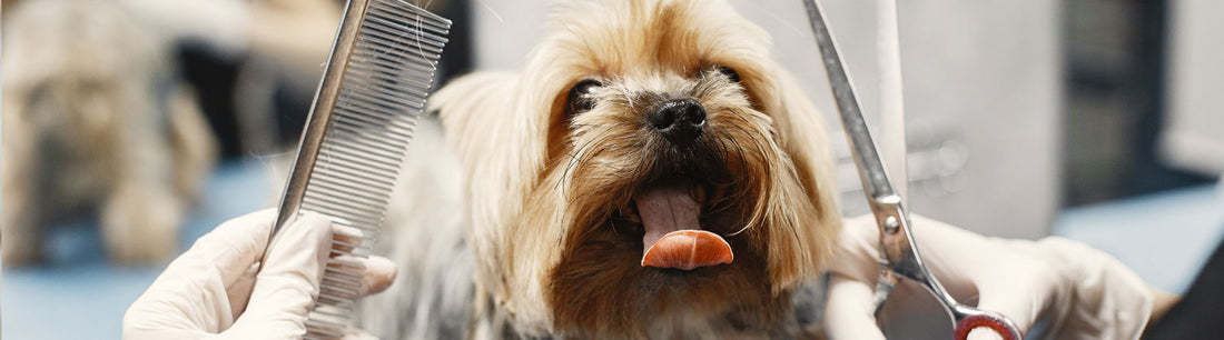 Hundefriseur