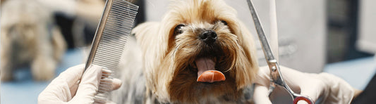 Hundefriseur